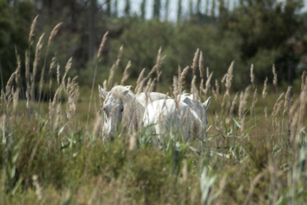 アルバロン Bergerie D'Alivon En Camargue Bed & Breakfast エクステリア 写真