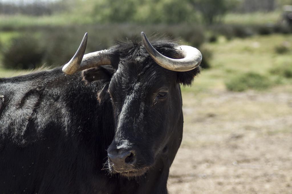 アルバロン Bergerie D'Alivon En Camargue Bed & Breakfast エクステリア 写真