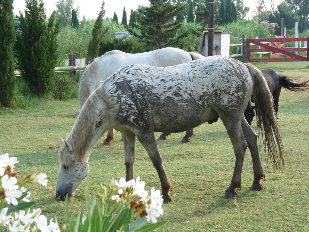 アルバロン Bergerie D'Alivon En Camargue Bed & Breakfast エクステリア 写真
