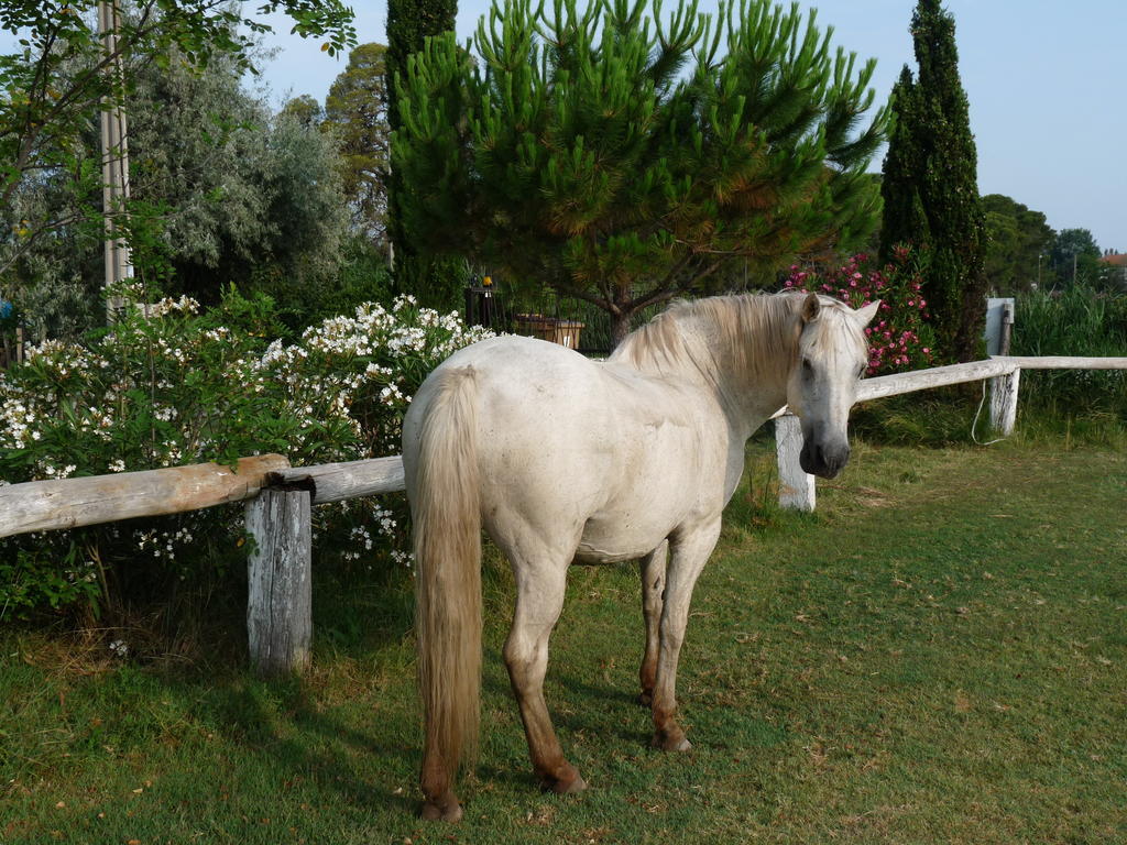 アルバロン Bergerie D'Alivon En Camargue Bed & Breakfast エクステリア 写真
